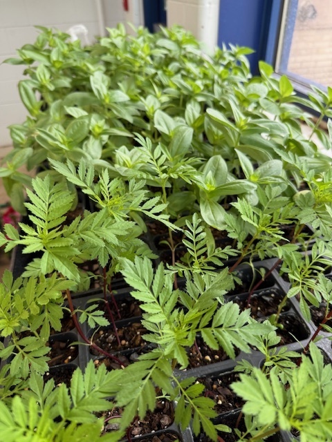 Plants
