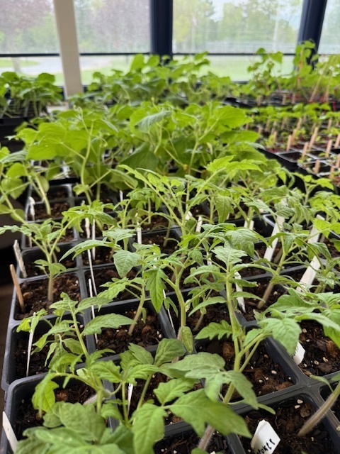 Plants