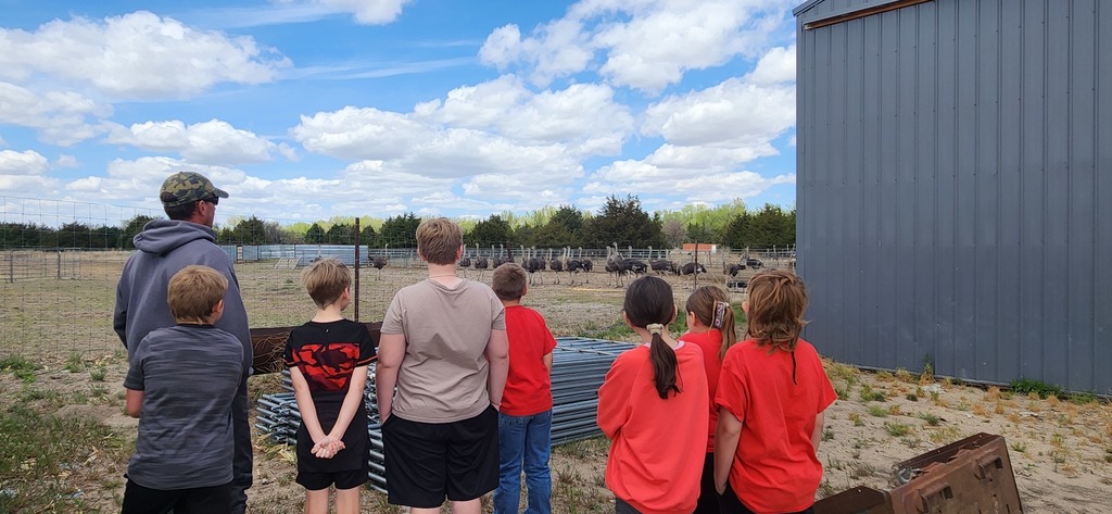 ostrich farm 