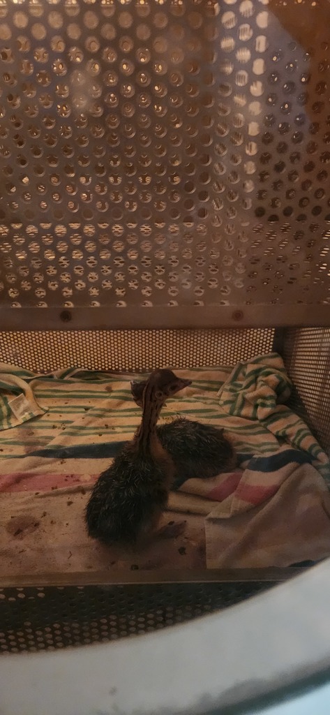 ostrich farm 
