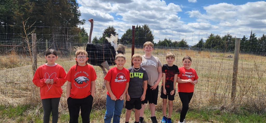 ostrich farm 
