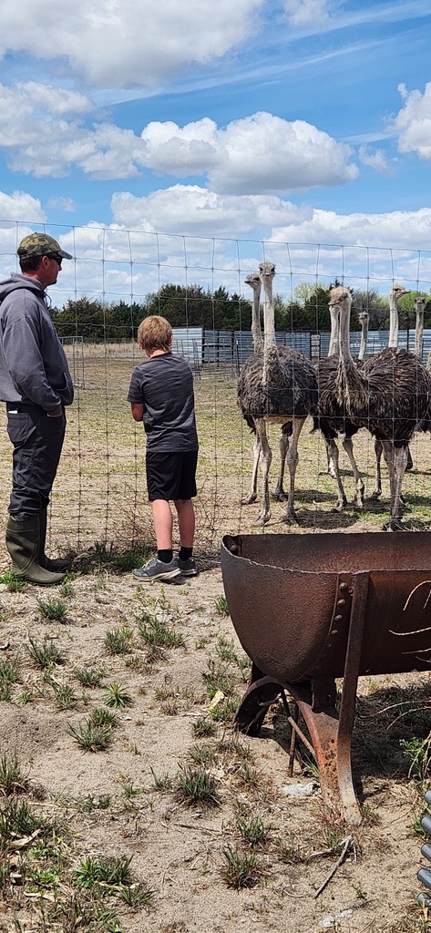 ostrich farm 
