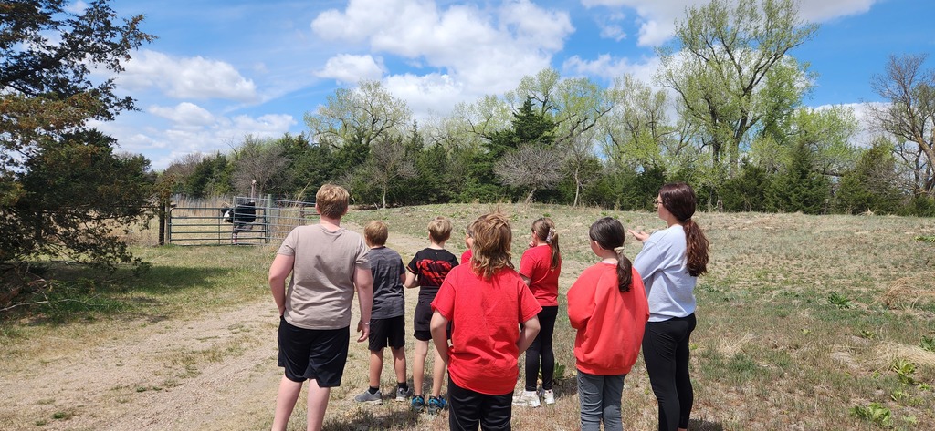 ostrich farm 