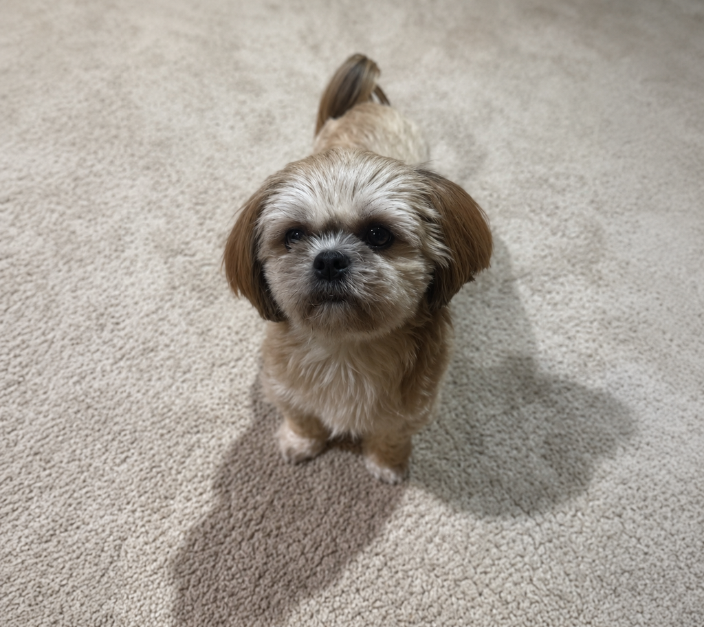 remi