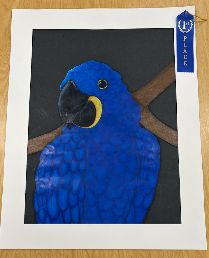 drawing of blue parrot 1st place winner