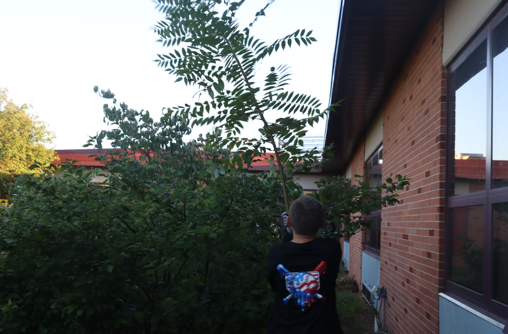 student removing branches