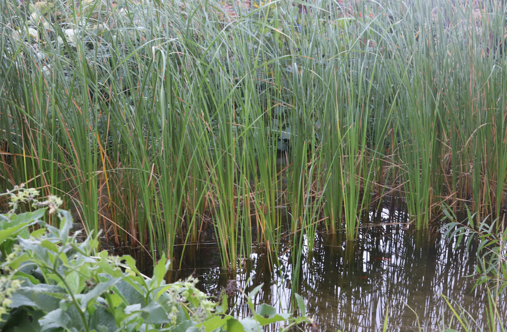 pond with grasses