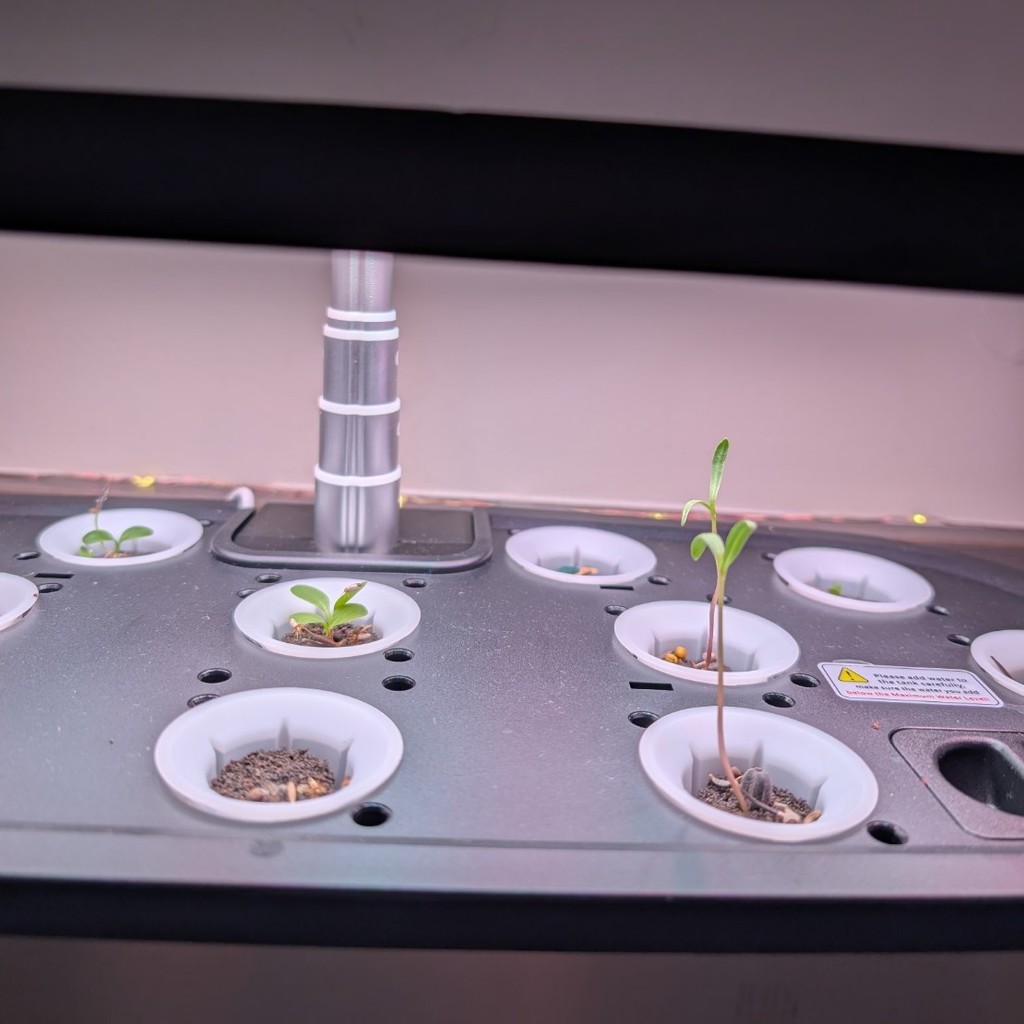 only took a couple days for beanstalks to grow