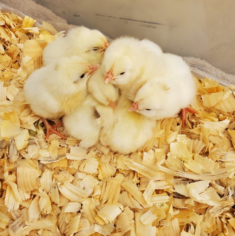 chicks