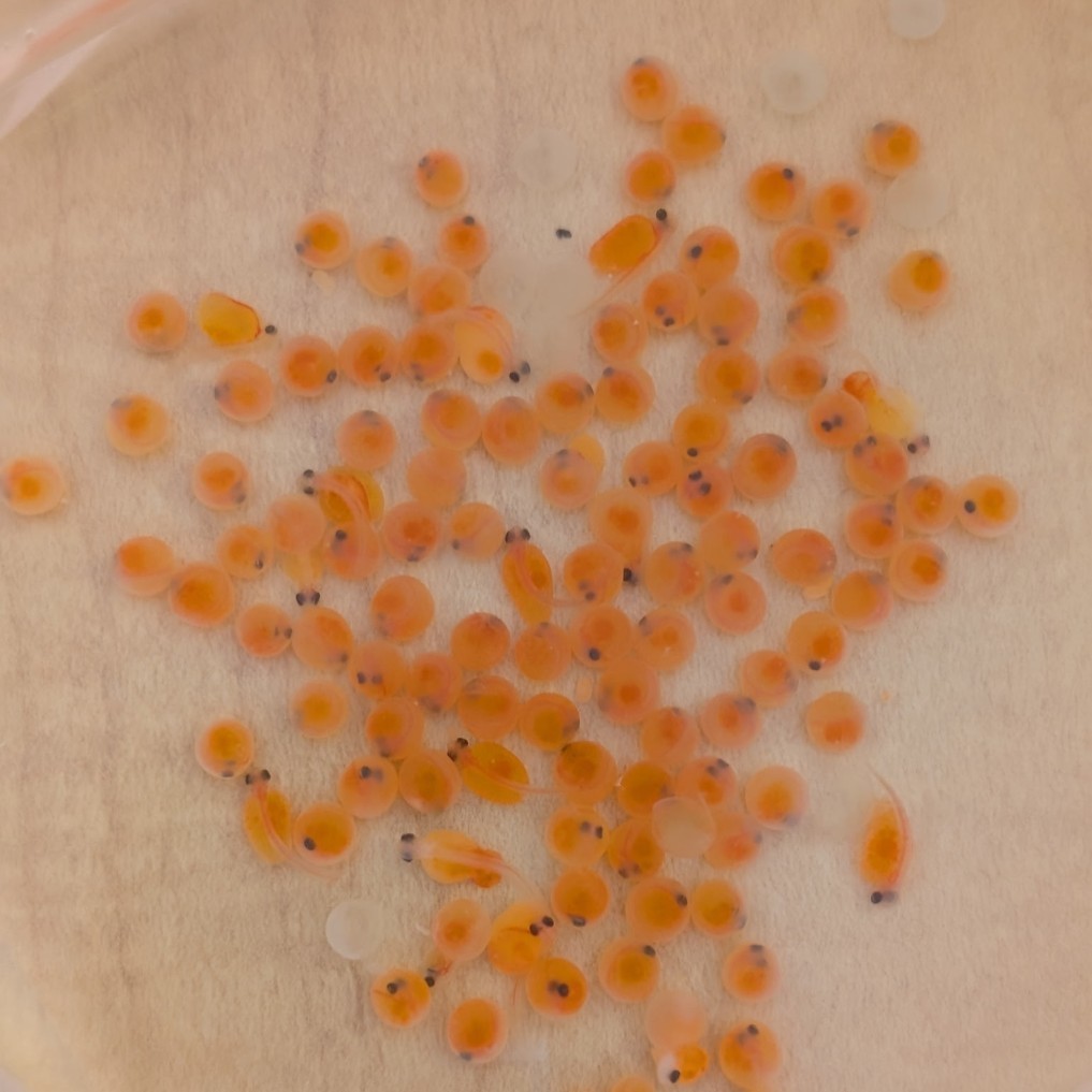 Rainbow Trout eggs!