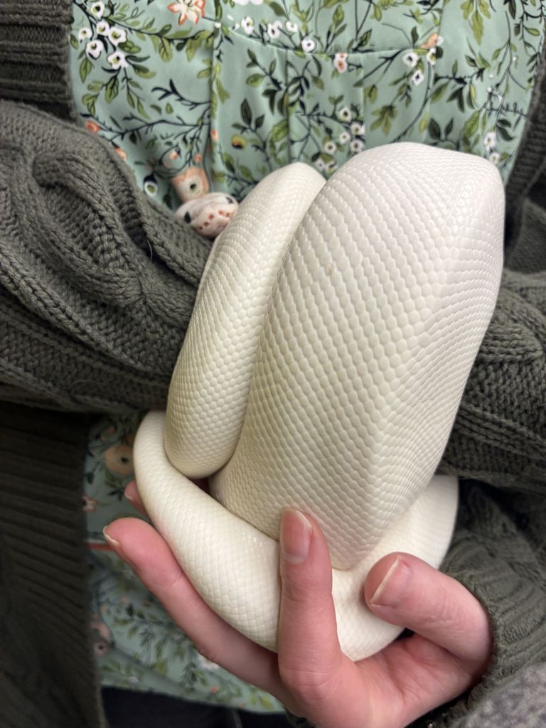 white snake wrapped around a wrist