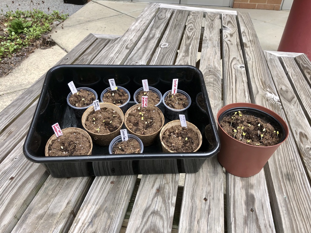 We planted seeds as part of our lesson on native plants last week. In just 6 days the first two leaves (cotyledon) have emerged.