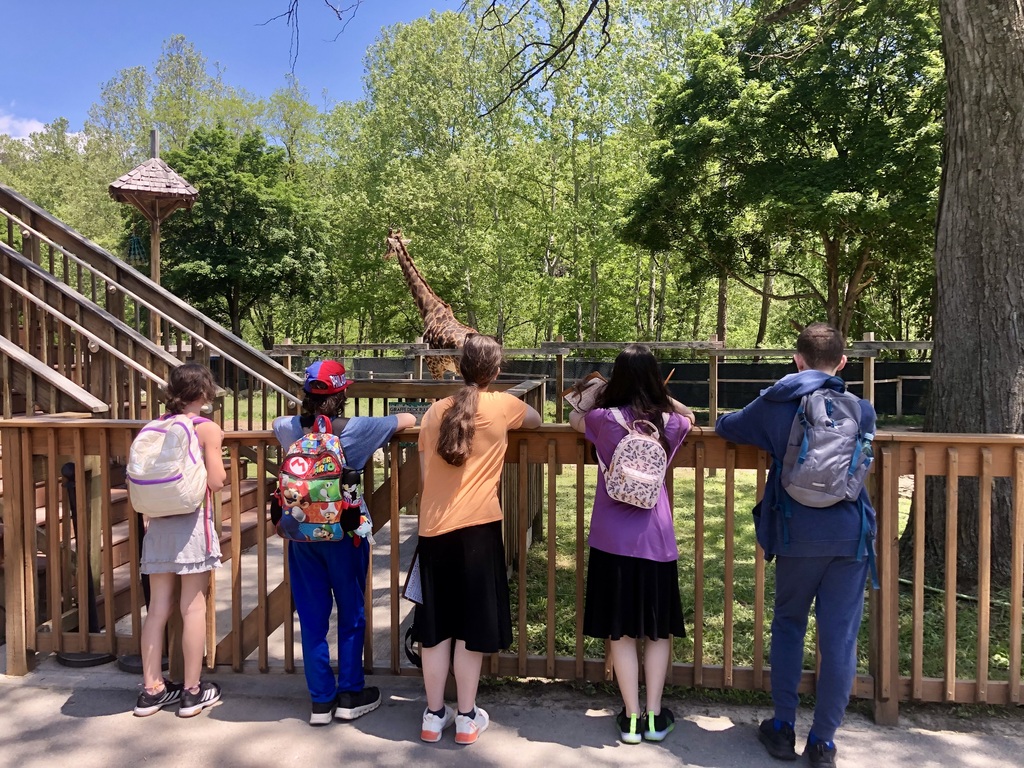 Masai Giraffe observation.