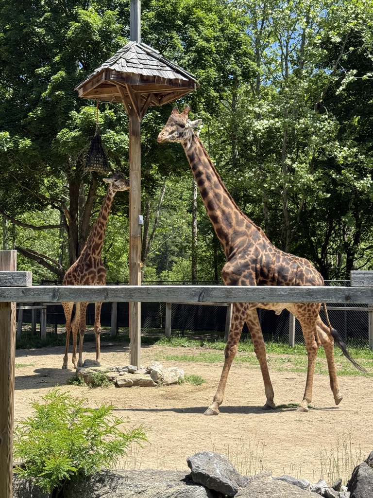 Joshua and Tatu, Masai Giraffe.