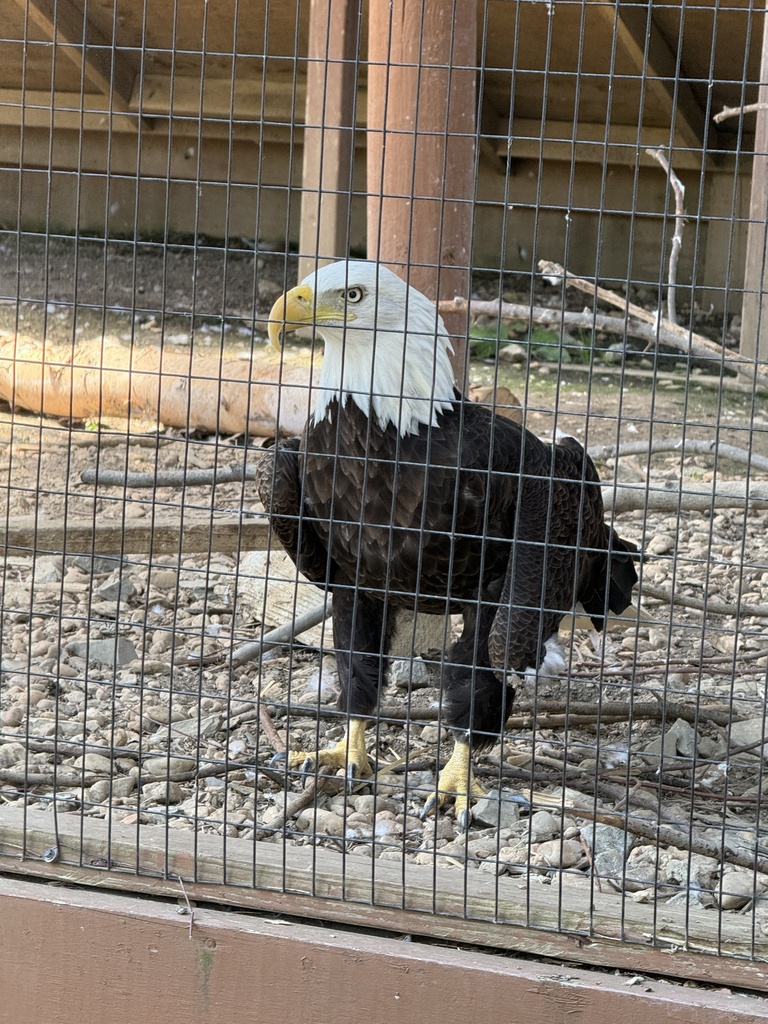 Bald Eagle