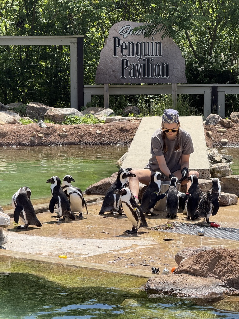Lunch time for the African Penguins.