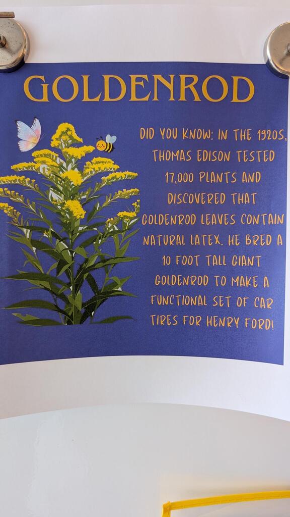 Goldenrod facts