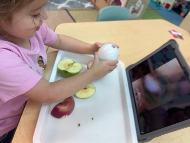apples