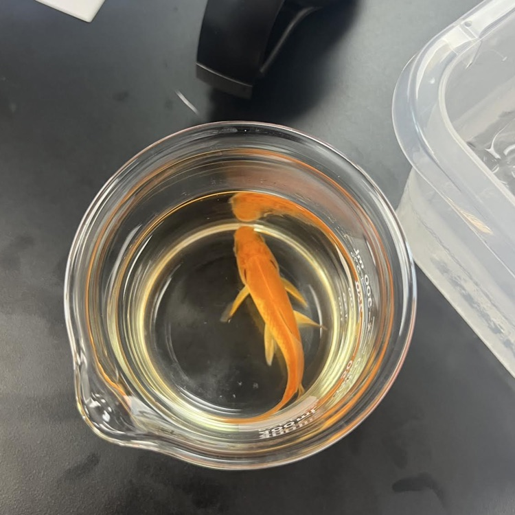 Fish 