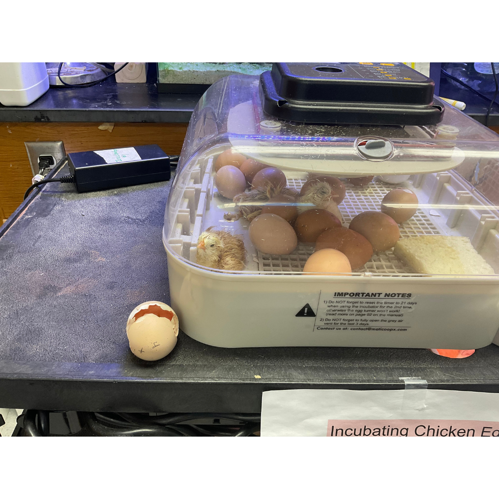 chickens