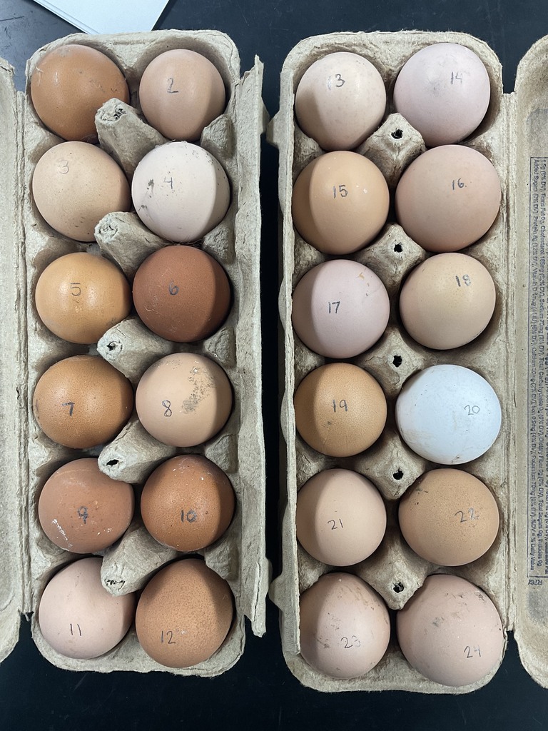 chickens