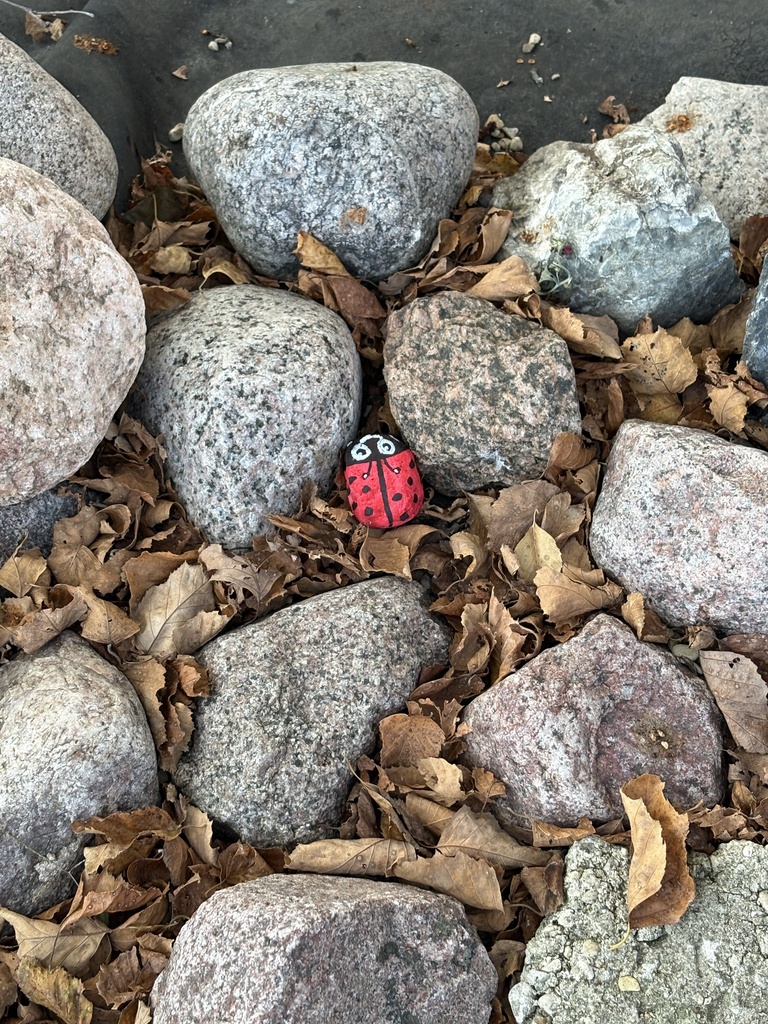 Students in Mrs. Mack’s Introduction to Human Development class paint rocks with positive messages to place in the school courtyard, combining a creative stress-management activity with encouragement for others.