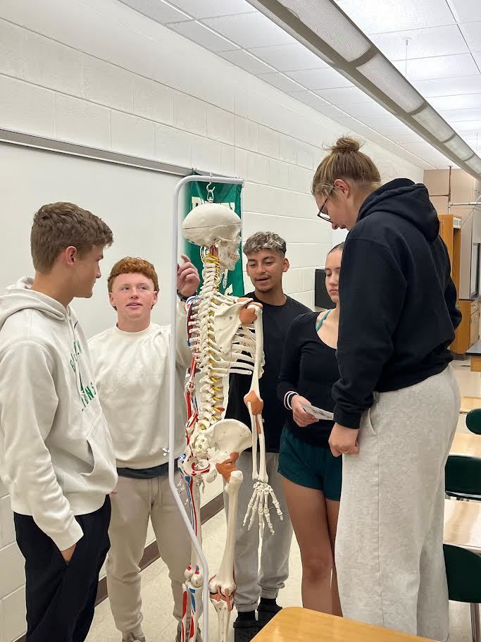 human biology skeleton