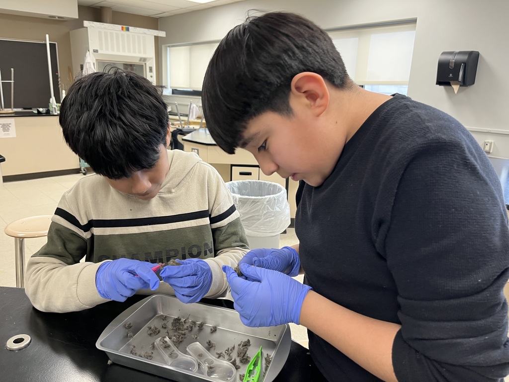 2 boys with gloves looking at owl pellets
