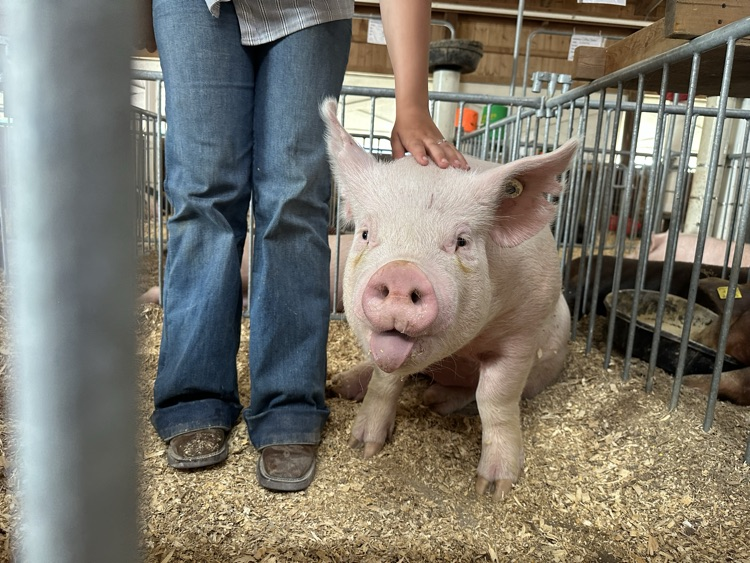 pig