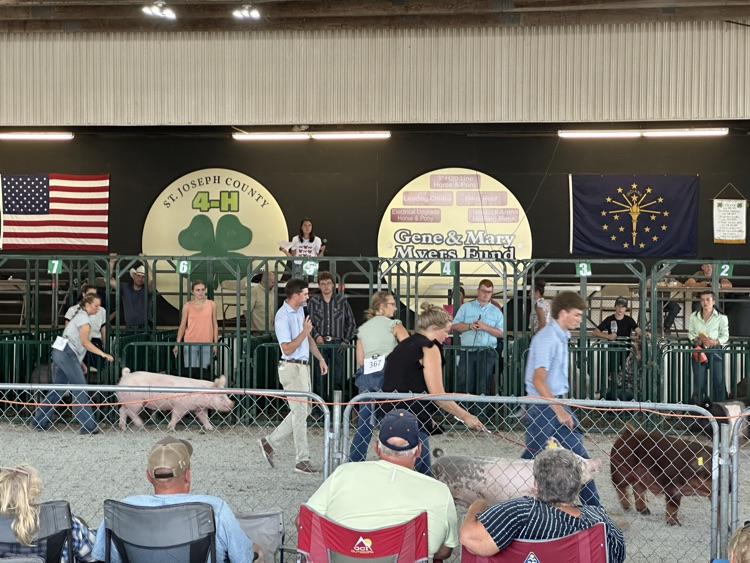 showing pigs 
