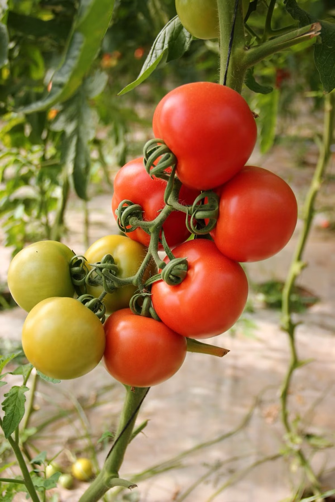 tomatoes