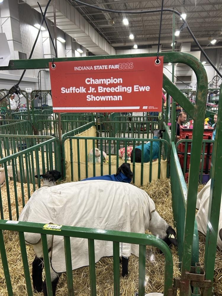 ewe