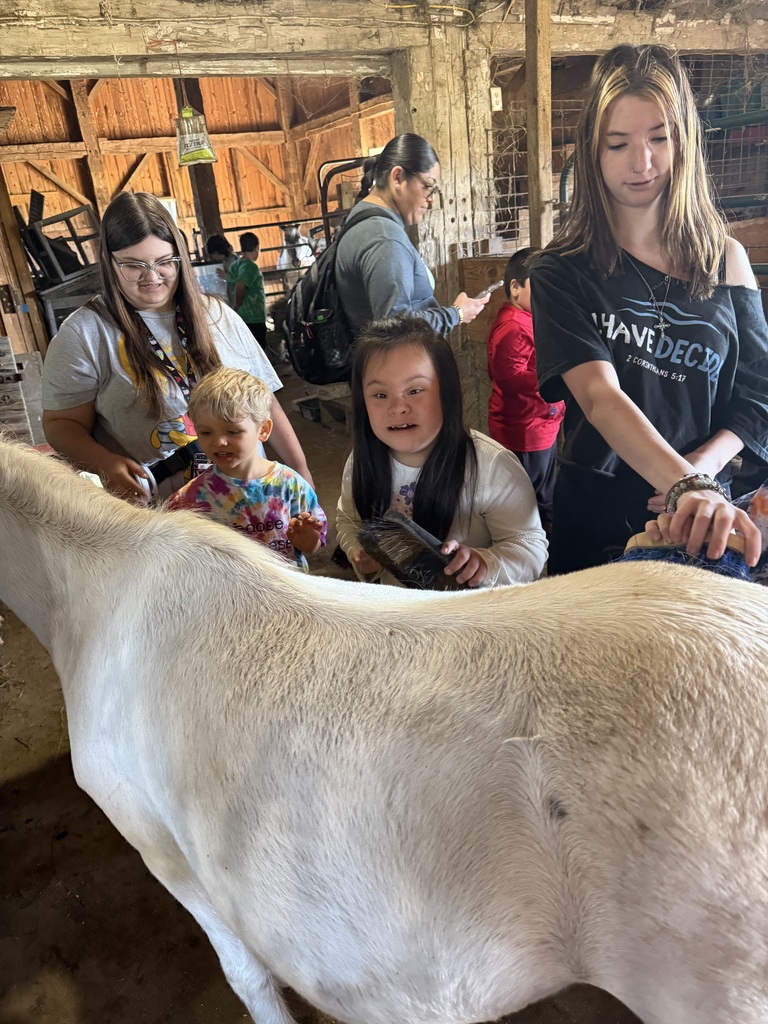 Brushing the donkey