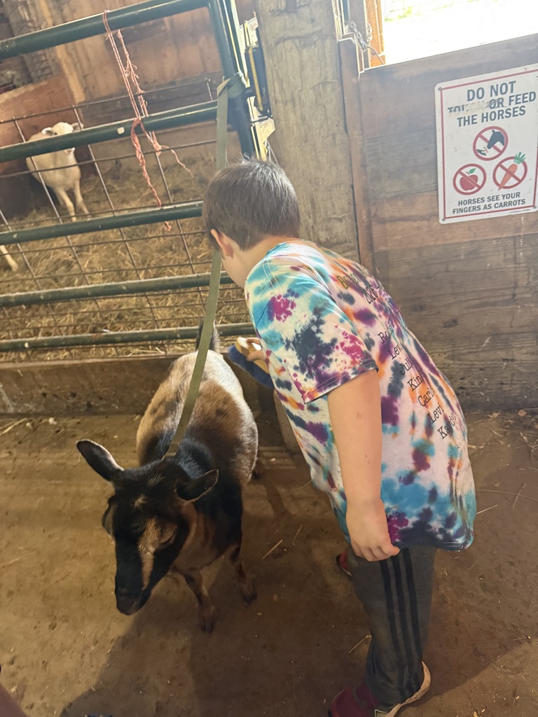 Brushing the goat 