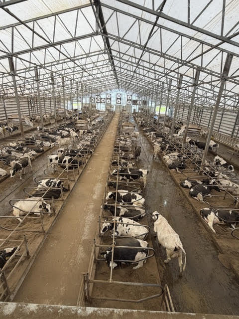 Cows