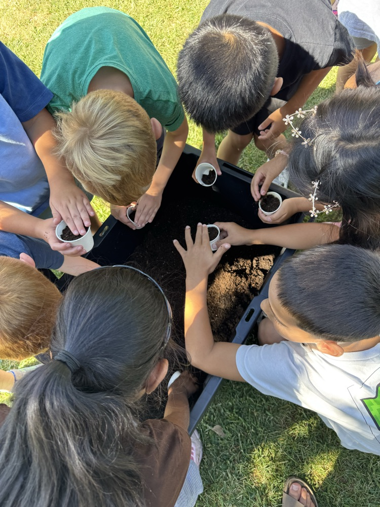 planting
