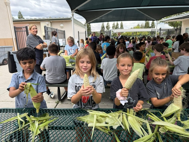 corn shucking 