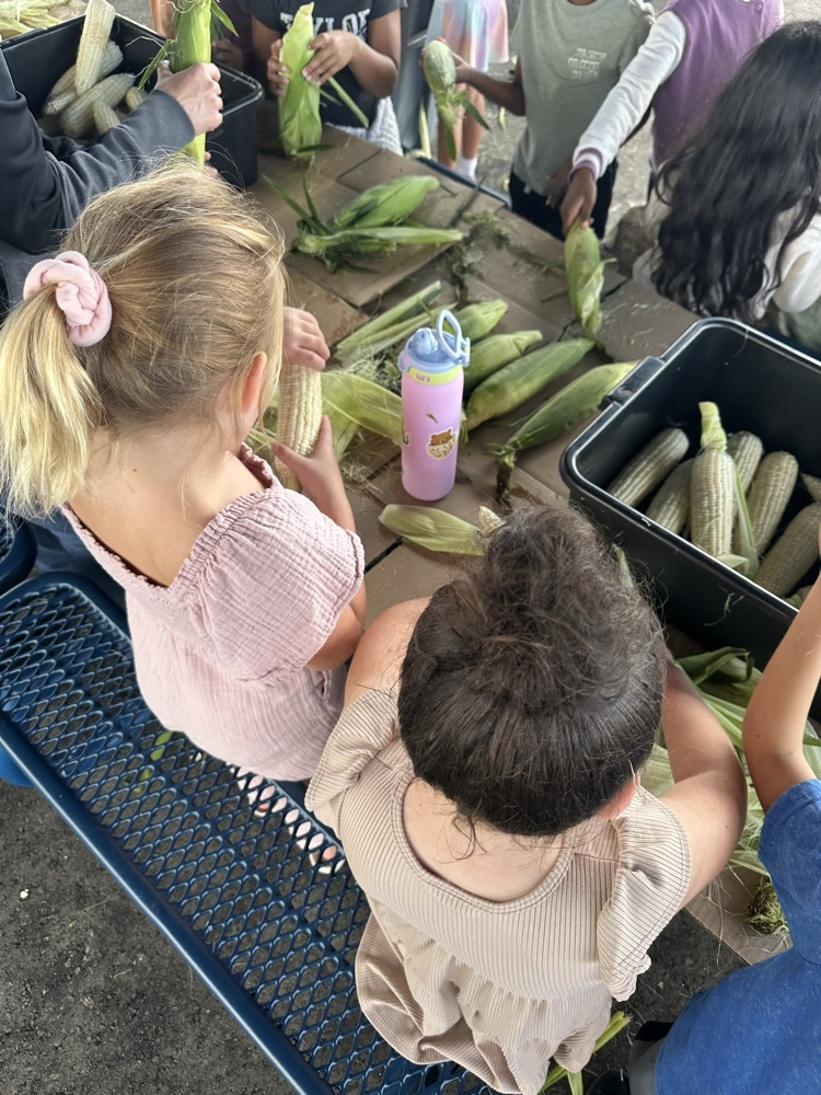 so much corn to shuck