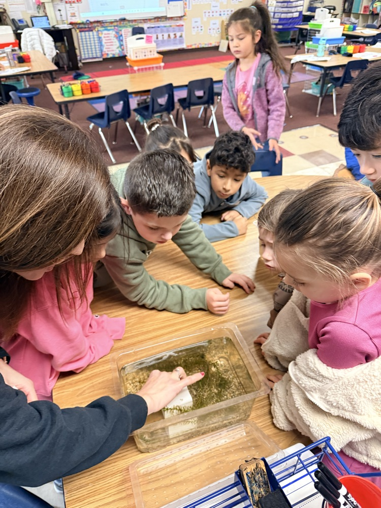 Comparing Goldfish and Guppies