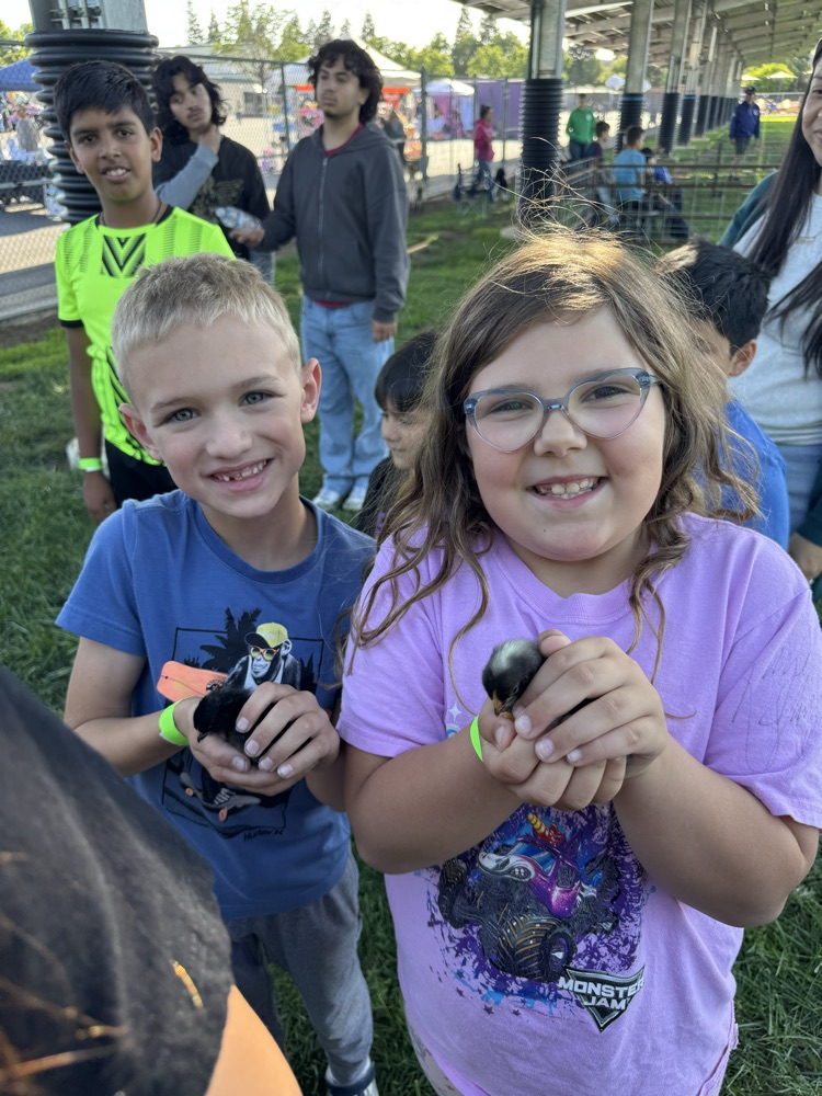 chicks