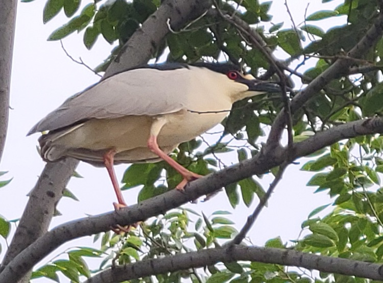 bird