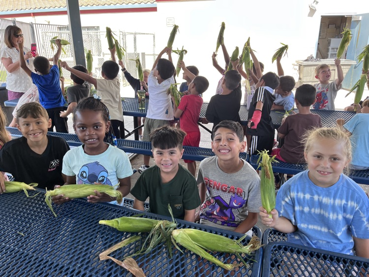 corn 3