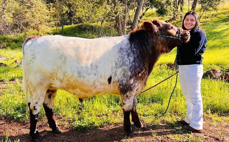 Brenda Nava '23 with steer courtesy of BH FFA