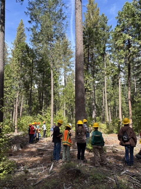Forestry Team 3