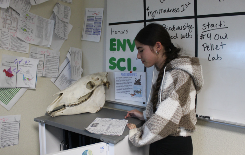 Hands-on Learning: In Mrs. Collins 7th period zoology class, Sarah La Noire Dongo is observing this animal structure to better understand the anatomy and how it functions. These types of hands on activities helped bring the lessons beyond textbooks. She also worked on her March Madness activity.  Dongo added, “My favorite part of this class is the hands on activities and I have realized how important conservation and protecting animals is.”  Photo by: Ayaana Gupta