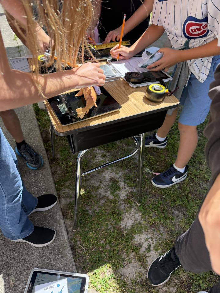 Students outside using scales to measure the weight of plastic sharks