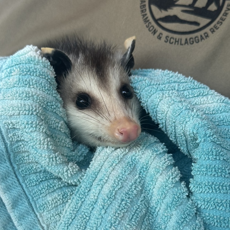 A baby Virginia Opossum held by one of the Busch Sanctuary ambassadors