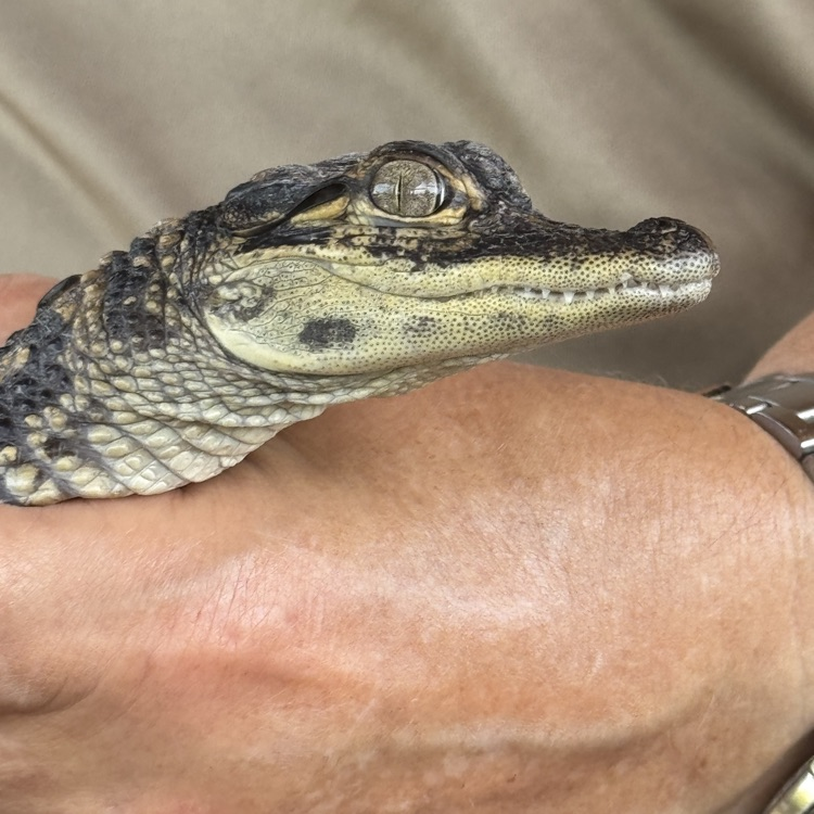 A baby alligator held by a Busch ambassador