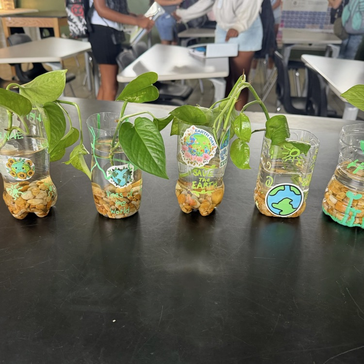 plant cuttings in plastic bottle planters