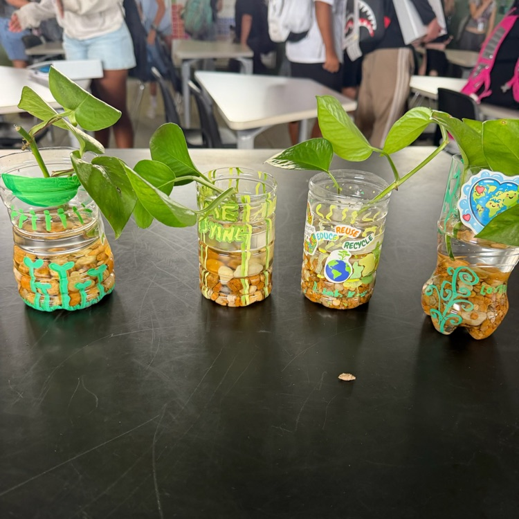 plant cuttings in plastic bottle planters